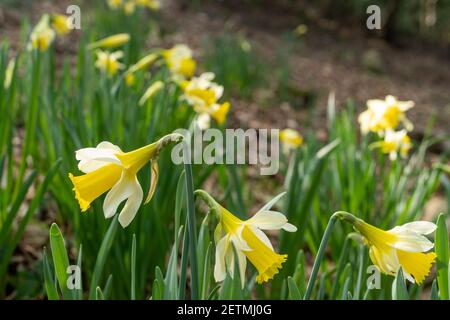 Narcisi selvatici (Narcissus pseudonarcissus), fiore selvatico nativo in antichi boschi a Warren Wood, Surrey, Regno Unito Foto Stock