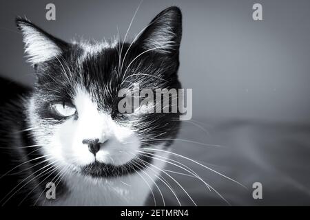 Gatto bianco e nero che gioca con il gatto colorato Duster. Nessuna gente Foto Stock