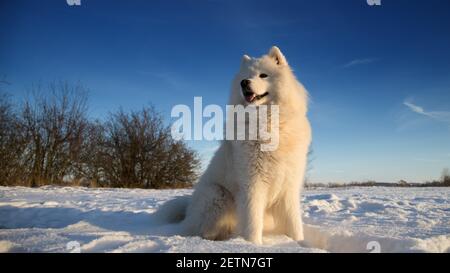 Cane Samoyed seduto nella neve Foto Stock