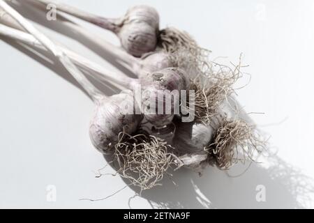 Vista dall'alto su un mucchio di aglio. Cibo bulbo aglio. Trama di fondo pianta aglio vegetale. Un mazzo raccolto di teste di aglio è su un mucchio. Foto Stock