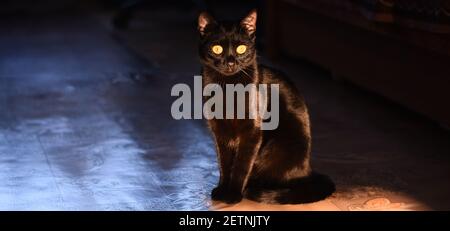 Banner. Un gatto nero si siede e guarda la telecamera. Foto Stock