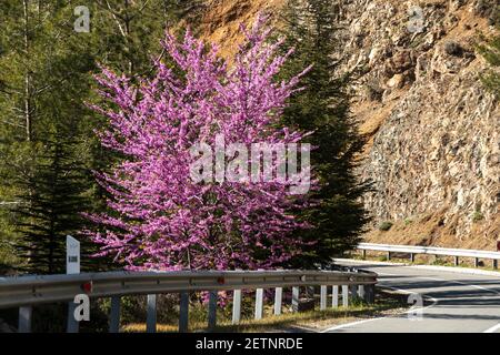 Troodos, Cipro. Inizio primavera Foto Stock