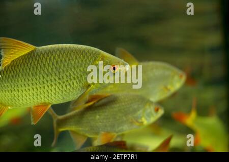 Piccoli pesci colorati che nuotano in un acquario Foto Stock