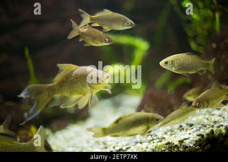 Piccoli pesci colorati che nuotano in un acquario Foto Stock