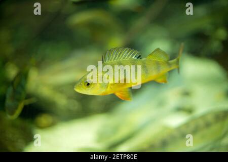 Piccoli pesci colorati che nuotano in un acquario Foto Stock