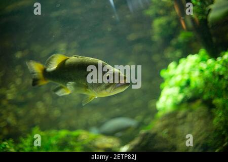 Grandi piranha nuotare in acquario Foto Stock