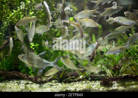 Piccoli pesci colorati che nuotano in un acquario Foto Stock