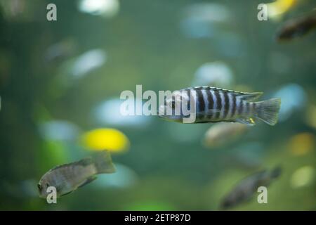 Piccoli pesci colorati che nuotano in un acquario Foto Stock