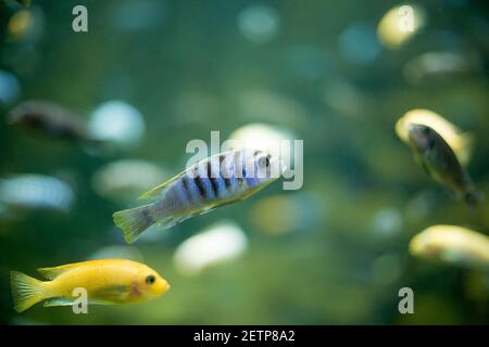 Gruppo di piccoli cichlidi colorati che nuotano nell'acquario Foto Stock