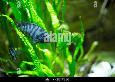 Piccoli pesci colorati che nuotano in un acquario Foto Stock