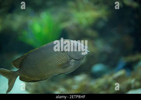 Grandi pesci colorati che nuotano in un acquario Foto Stock