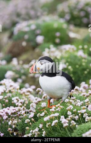 Puffin - con thriftFratercola arctica Noss Nature Reserve Shetland, Regno Unito BI011219 Foto Stock