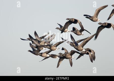 Brent Goose - Flock invernale in volo Branta bernicula Whitstable, Kent BI012901 Foto Stock