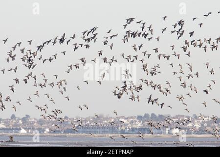 Brent Goose - Inverno Flock in volo sopra Whitstable Bay Branta bernicula Whitstable, Kent BI012925 Foto Stock