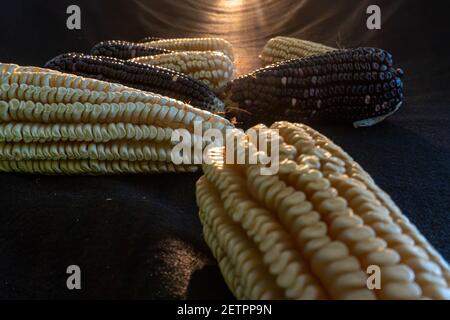 Un primo piano di pannocchie di mais dolci appena raccolte in diversi colori Foto Stock