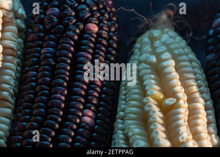 Vista dall'alto di una fila di prodotti appena prelevati pannocchie di mais dolci mature in diversi colori Foto Stock