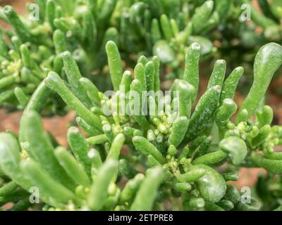 Crassula ovata hobbit, comunemente conosciuto come pianta di giada, pianta fortunata, pianta di denaro o albero di denaro nel giardino Foto Stock