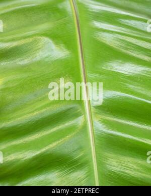 Primo piano con una foglia di asplenium nidus anche noto pianta di felce di nido di asbird Foto Stock