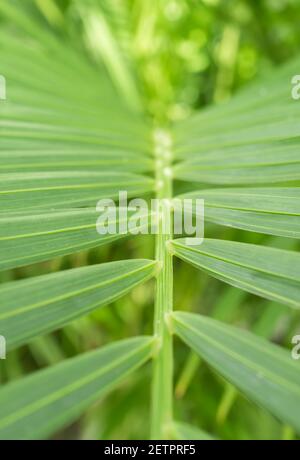 Primo piano con il fogliame di Dypsis lutescens, noto anche come palma di canna dorata, palma areca, palma gialla o palma a farfalla Foto Stock