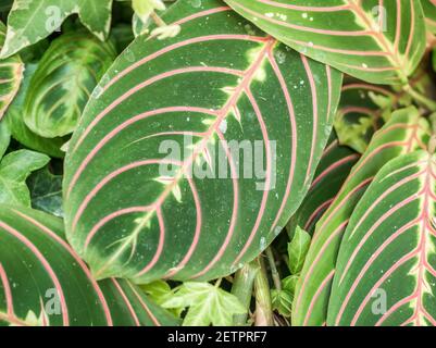 Primo piano con il fogliame di Maranta Leuconeura Fascinator Prayer Pianta Foto Stock