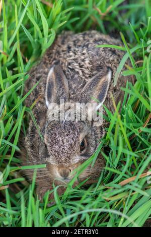 Lepre marrone (Lepus europaeus) leveret, Lancashire, Regno Unito Foto Stock