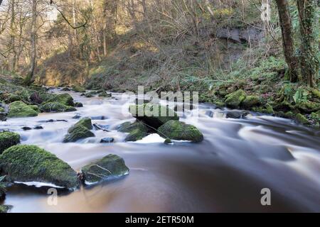 Il Tipalt Burn scorre attraverso una riserva naturale boscosa vicino Thirwall, Northumberland, Regno Unito Foto Stock