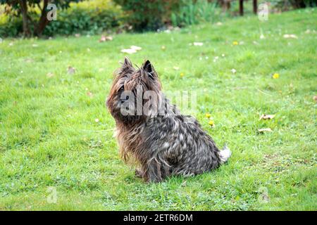 Il terrier di cairn rovinato è seduto sull'erba nel giardino Foto Stock