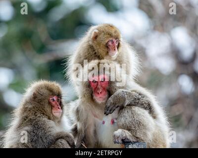 Una famiglia di macachi giapponesi o scimmie della neve, Macaca fuscata, si trova vicino alle sorgenti termali di Jigokudani Monkey Park, Prefettura di Nagano, Giappone. Foto Stock