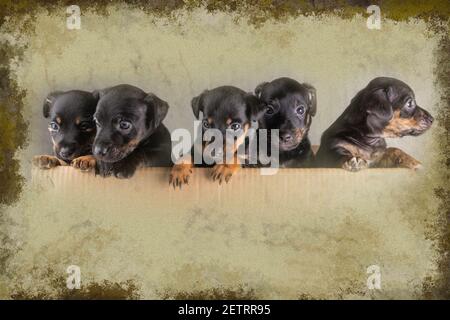 Vista frontale di cinque Jack russel cucciolo heads.Dogs hanno zampe sul bordo, dintorni in bellissimi colori verdi con un bordo intorno alla foto Foto Stock