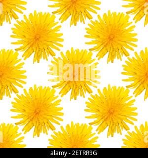 senza cuciture motivo di fiori di dente di leone giallo isolato su uno sfondo bianco. Foto di alta qualità Foto Stock