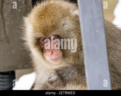 Un macaco giapponese, Macaca fuscata, nel Parco delle scimmie di Jigokudani si trova su un passaggio sopraelevato vicino alle sorgenti termali. Foto Stock