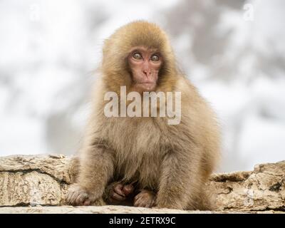 Un giovane macaco giapponese o scimmia della neve, Macaca fuscata, siede sulle rocce accanto alle sorgenti termali di Jigokudani Monkey Park, Prefettura di Nagano, Giappone. Foto Stock