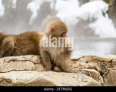 Un giovane macaco giapponese o scimmia della neve, Macaca fuscata, siede sulle rocce accanto alle sorgenti termali di Jigokudani Monkey Park, Prefettura di Nagano, Giappone. Foto Stock