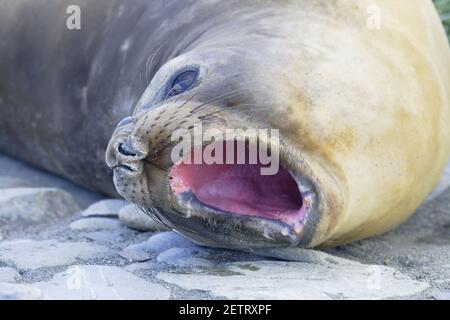 Southern Elephant SealMirounga leonina Fortuna Bay South Georgia MA001062 Foto Stock