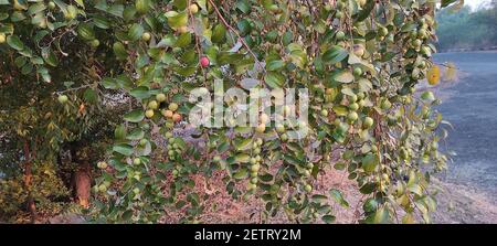 Un primo piano di frutti di ziziphus sui rami di un arbusto di jujube Foto Stock