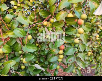 Un primo piano di frutti di ziziphus sui rami di un arbusto di jujube Foto Stock