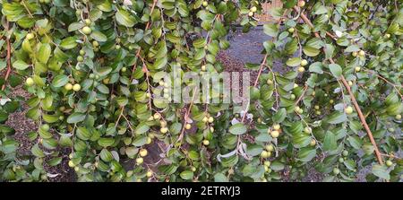 Un primo piano di frutti di ziziphus sui rami di un arbusto di jujube Foto Stock