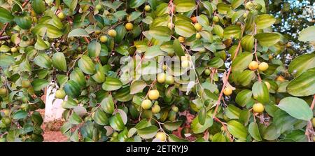 Un primo piano di frutti di ziziphus sui rami di un arbusto di jujube Foto Stock