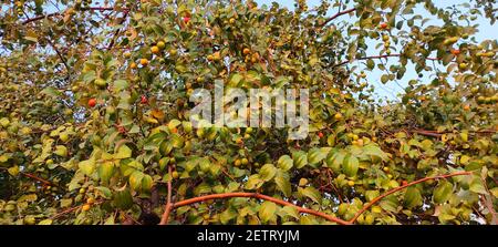 Un primo piano di frutti di ziziphus sui rami di un arbusto di jujube Foto Stock