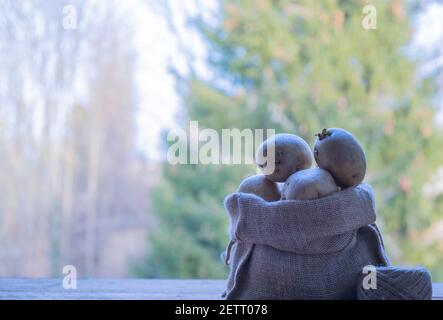 Patate per piantare. Tuberi di patate germogliati su un tavolo di legno in un sacchetto Foto Stock