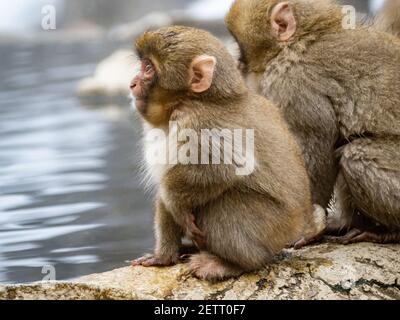 Un paio di giovani macachi giapponesi o scimmie della neve, Macaca fuscata, siedono insieme sulle rocce accanto alle sorgenti termali calde nel Parco delle scimmie Jigokudani, Nagano Foto Stock