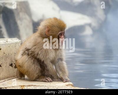 Un giovane macaco giapponese o scimmia della neve, Macaca fuscata, siede sulle rocce accanto alle sorgenti termali di Jigokudani Monkey Park, Prefettura di Nagano, Giappone. Foto Stock