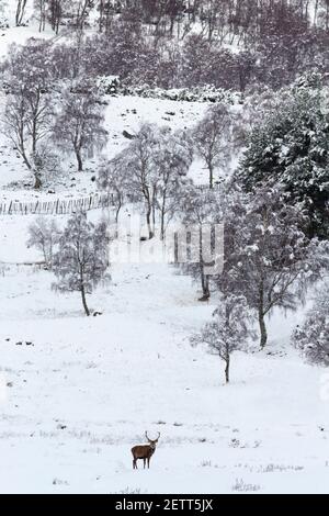 Cervi rossi (Cervus elaphus), Scozia, Regno Unito Foto Stock