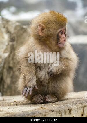 Un giovane macaco giapponese o scimmia della neve, Macaca fuscata, siede sulle rocce accanto alle sorgenti termali di Jigokudani Monkey Park, Prefettura di Nagano, Giappone. Foto Stock