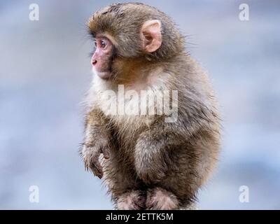 Un giovane macaco giapponese o scimmia della neve, Macaca fuscata, gioca sulla riva vicino al fiume Yokoyu nel Parco delle scimmie di Jigokudani, Prefettura di Nagano, Giappone. Foto Stock