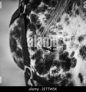 Un ritratto in primo piano in bianco e nero di un cavallo macchiato con una manna scura e ciglia bianche. Bestiame. Foto Stock