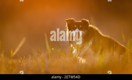 Bordo Collie ritratto con spazio negativo Foto Stock