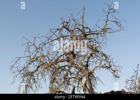 Sfondo di un albero di acorno morto con un cielo blu chiaro nel sud della spagna andalusia Foto Stock