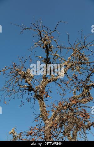 Sfondo di un albero di acorno morto con un cielo blu chiaro nel sud della spagna andalusia Foto Stock