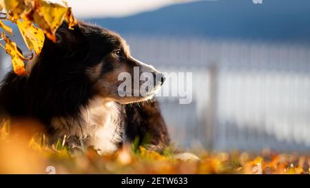 Bordo Collie ritratto con spazio negativo Foto Stock